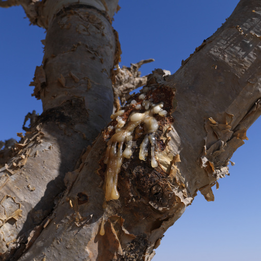 Gum In The Frankincense Tree, Wadi Dawkah, Oman