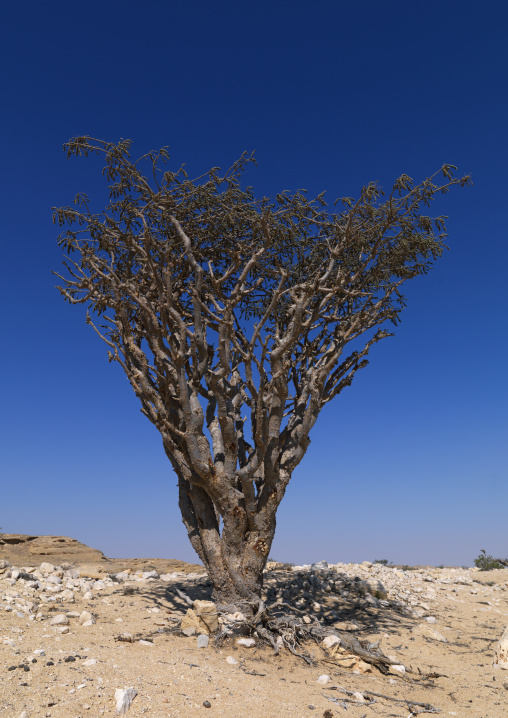 Frankincense Tree Living In Rock Land, Wadi Dawkah, Oman