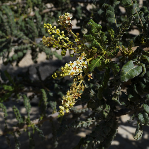 Frankincense Flowers, Wadi Dawkah, Oman