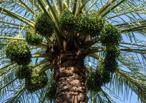 Date palms in an oasis, Ad Dakhiliyah Region, Al Hamra, Oman