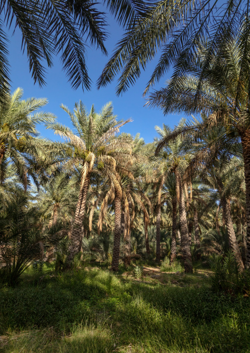 Date palms in an oasis, Ad Dakhiliyah Region, Al Hamra, Oman
