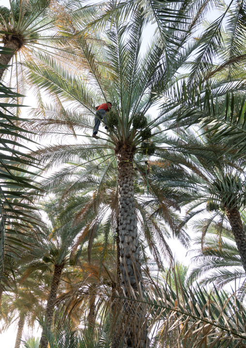 Man climbing to collect dates in an oasis, Ad Dakhiliyah Region, Al Hamra, Oman