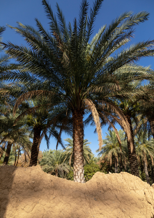 Date palm in an oasis, Ad Dakhiliyah Region, Al Hamra, Oman