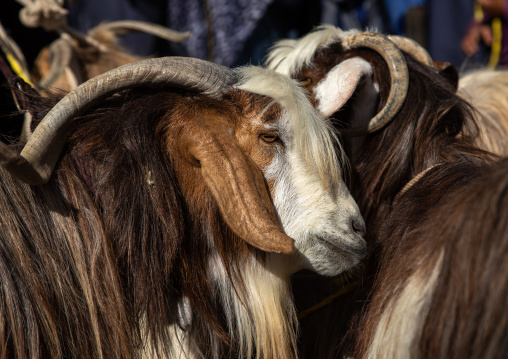 Goats for sale in the cattle market, Ad Dakhiliyah Region, Nizwa, Oman