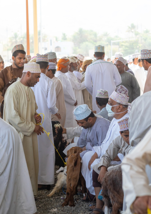 Omani men selling and buying cattle in the market, Ad Dakhiliyah Region, Nizwa, Oman