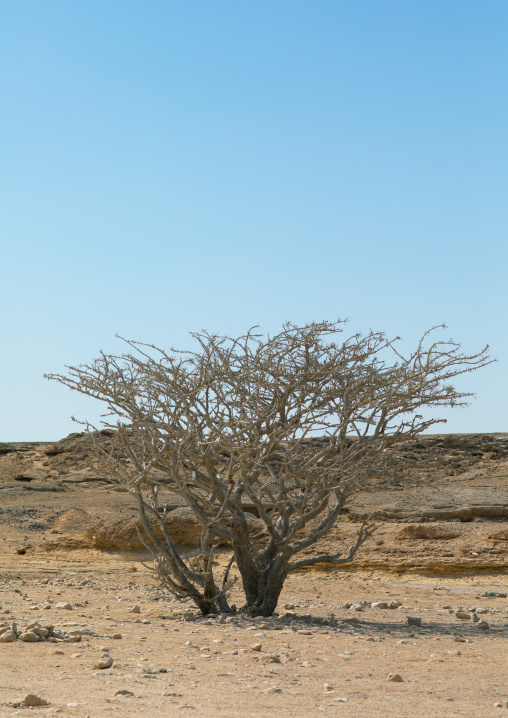 Frankincense tree, Dhofar Governorate, Wadi Dokah, Oman