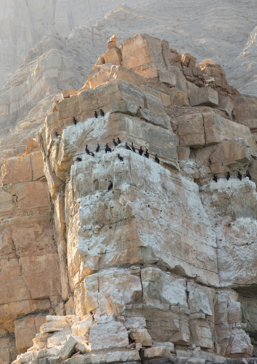 Cormorants resting on rocks, Musandam Governorate, Khasab, Oman