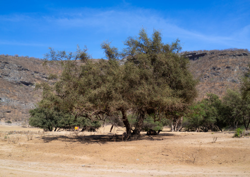 Sidr tree which gives are honey, Dhofar Governorate, Wadi Dirba, Oman