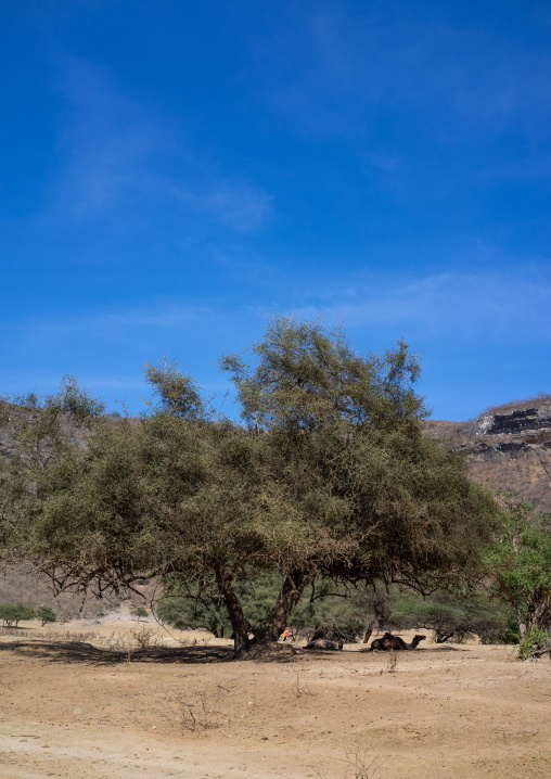 Sidr tree which gives are honey, Dhofar Governorate, Wadi Dirba, Oman