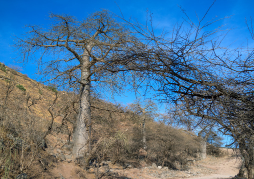 Baobab tree in wadi hinna, Dhofar Governorate, Wadi Hinna, Oman