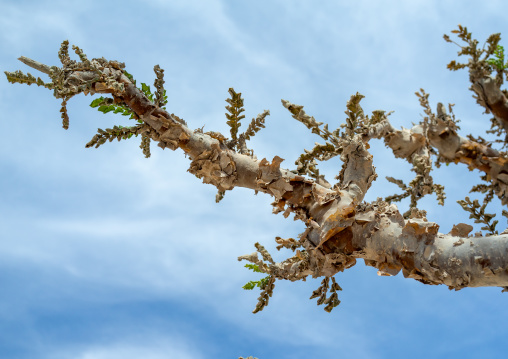 Frankincense tree leaves, Dhofar Governorate, Wadi Dokah, Oman