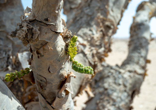 Frankincense tree leaves, Dhofar Governorate, Wadi Dokah, Oman