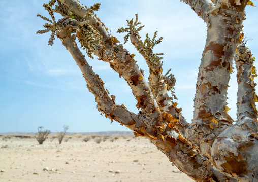 Frankincense tree, Dhofar Governorate, Wadi Dokah, Oman