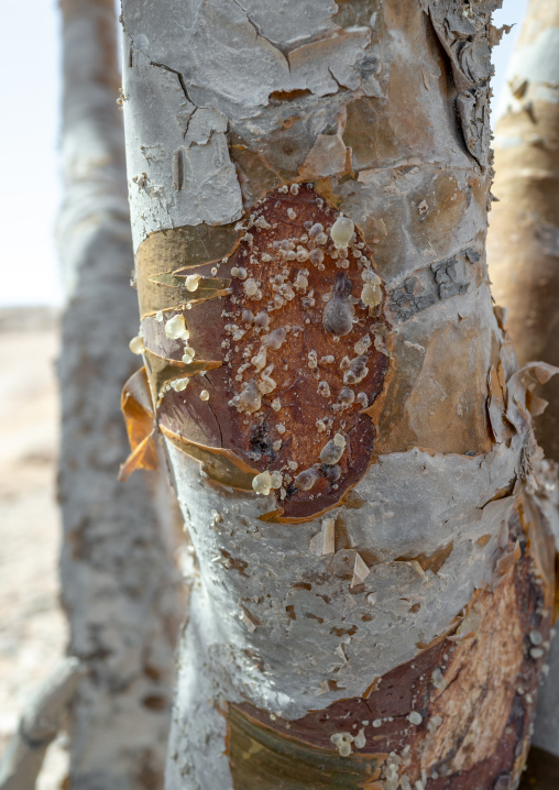 Close-up of a frankincense tree, Dhofar Governorate, Wadi Dokah, Oman