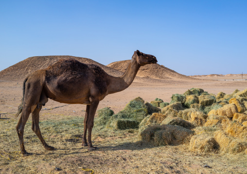 Camel eating in a farm in the desert, Dhofar Governorate, Wadi Dokah, Oman
