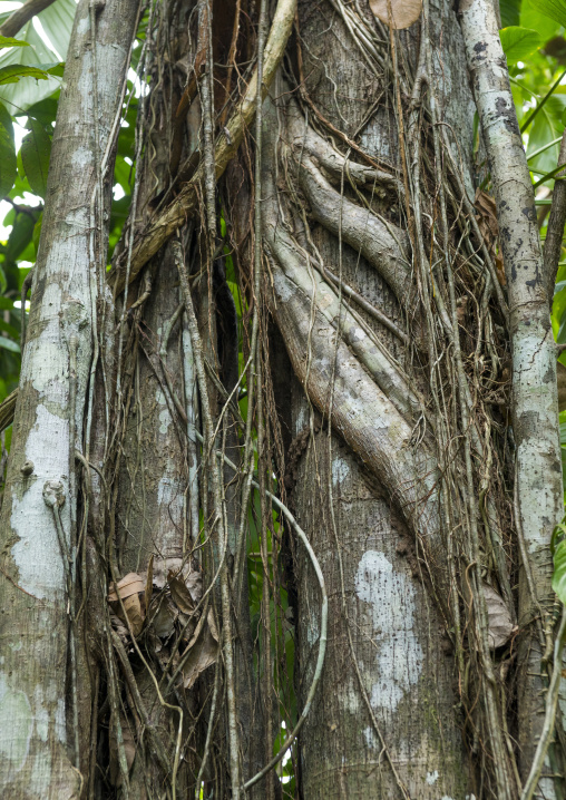 Panama, Darien Province, Filo Del Tallo, Vines Wrapped Around A Tree In Darien National Park