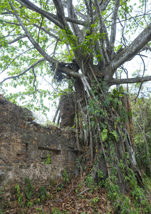 Panama, Darien Province, Boca Grande, Fuerte San Lorenzo Ruins