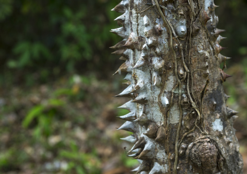 Panama, Darien Province, Filo Del Tallo, Sharp Thorns On A Tree In Darien National Park