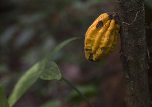 Panama, Darien Province, Filo Del Tallo, Wild Cocoa Pods On A Tree In The Jungle In Filo Del Tallo