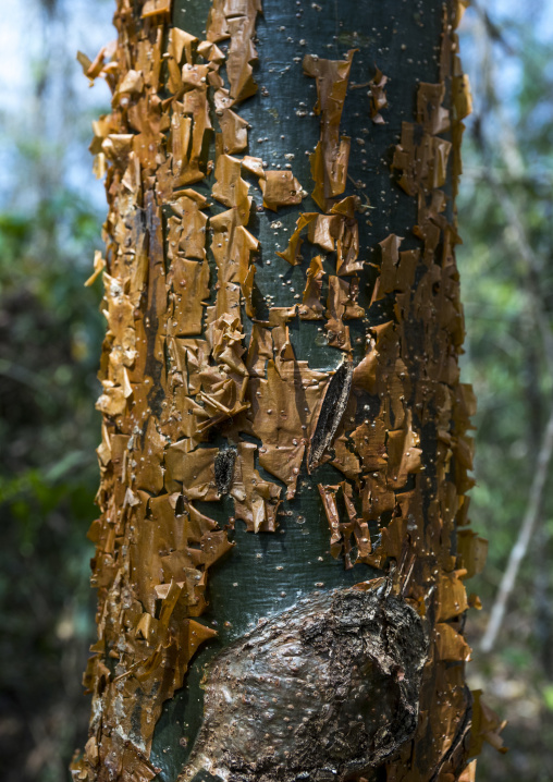 Panama, Darien Province, Filo Del Tallo, Tree Bark In Filo Del Tallo Park Used As Soap By Embera Tribe