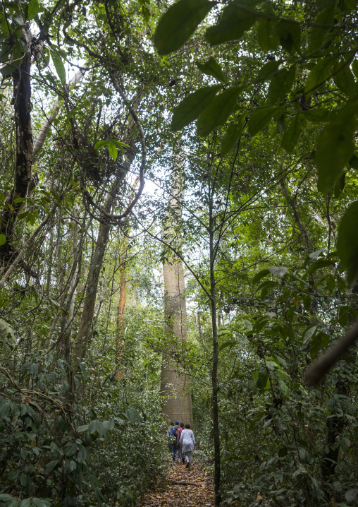 Panama, Darien Province, Filo Del Tallo, Tourists Passing In Front Of A Cuipo Giant Tree In Filo Del Tallo