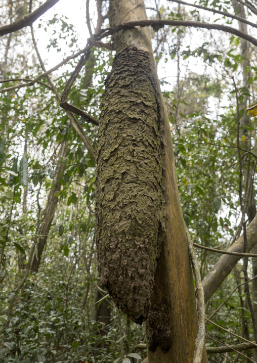 Panama, Darien Province, Filo Del Tallo, Anthill In A Tree In Filo Del Tallo
