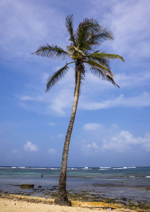Panama, San Blas Islands, Mamitupu, White Sand Beach And Beautiful Palm Tree