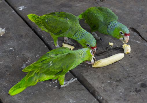 Panama, Darien Province, Puerta Lara, Green Parrots Eating Banana In Wounaan Tribe