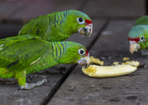 Panama, Darien Province, Puerta Lara, Green Parrots Eating Banana In Wounaan Tribe