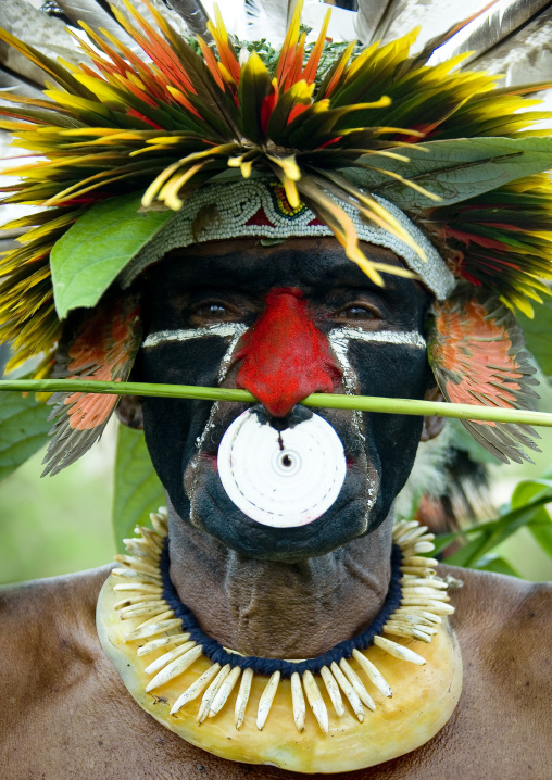 Waghi warrior with a nose ring during a sing sing ceremony, Western Highlands Province, Mount Hagen, Papua New Guinea