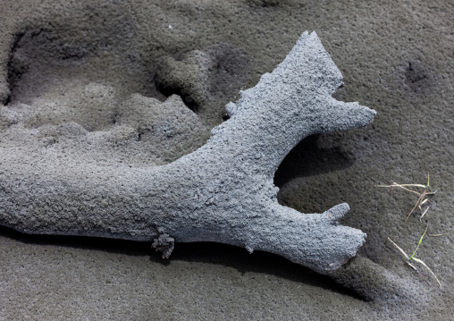 Tree damaged after a volcanic eruption, East New Britain Province, Rabaul, Papua New Guinea