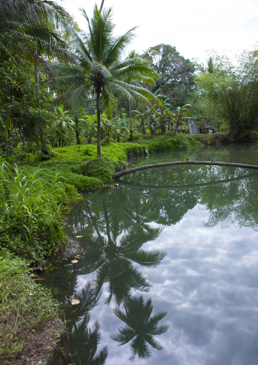 Palm trees in front of a river, Milne Bay Province, Alotau, Papua New Guinea
