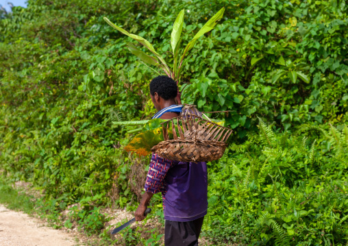 Man carrying plants a in a basket, Milne Bay Province, Trobriand Island, Papua New Guinea
