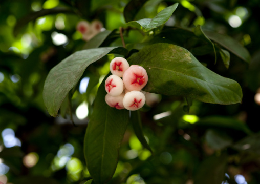 Flowers on a tree, Milne Bay Province, Trobriand Island, Papua New Guinea