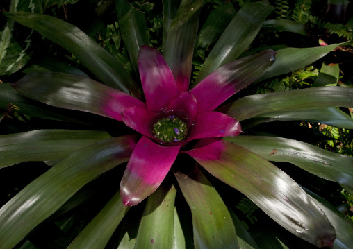 Red flower, National Capital District, Port Moresby, Papua New Guinea