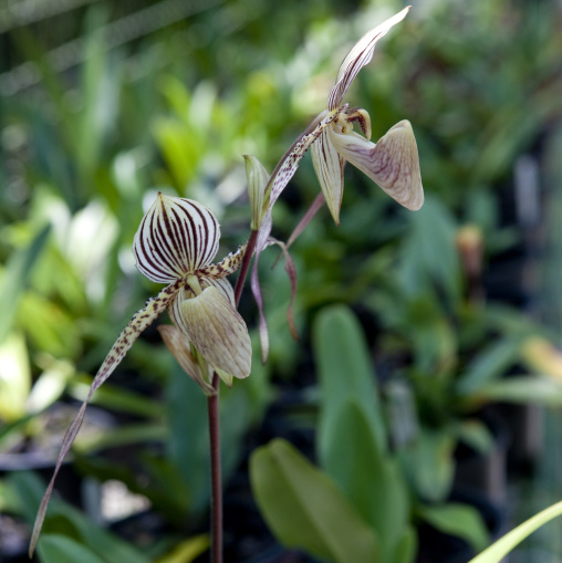 White Orchids flowers, National Capital District, Port Moresby, Papua New Guinea