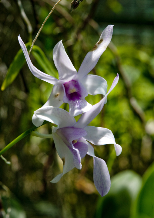 White Orchids flowers, National Capital District, Port Moresby, Papua New Guinea