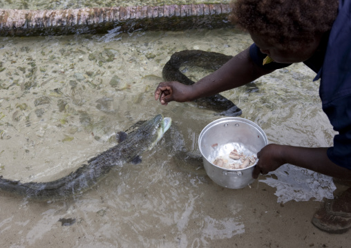 Woman feeding eels in a river, New Ireland Province, Laraibina, Papua New Guinea