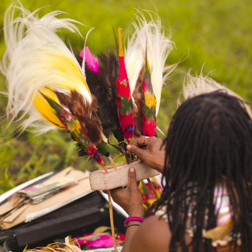 Woman making a headdress with dead parrots during a sing-sing, Western Highlands Province, Mount Hagen, Papua New Guinea