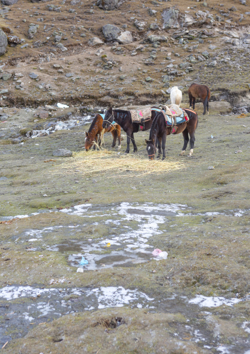 Horses In A Frozen Field During Qoyllur Riti Festival, Ocongate Cuzco, Peru