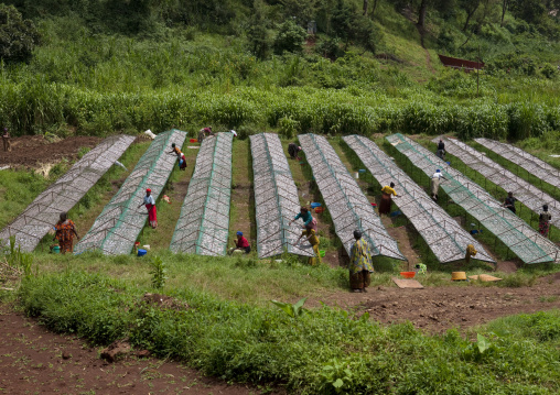Rwandan women working in a dried fishes farm, Western Province, Rusizi, Rwanda