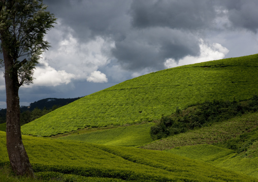 Tea plantations, Nyungwe Forest National Park, Gisakura, Rwanda