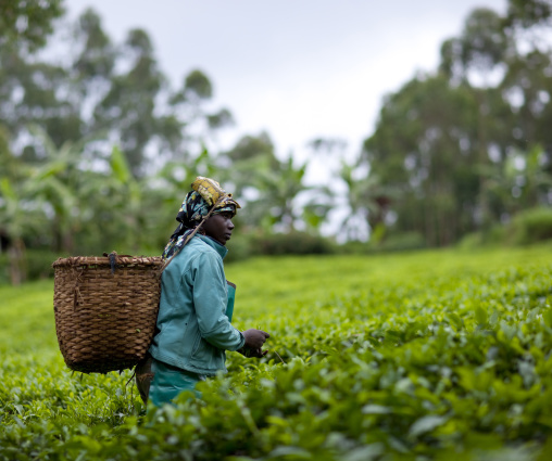 Rwandan woman working in a tea plantation, Western Province, Cyamudongo, Rwanda