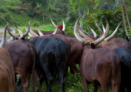 Cows with long horns in the forest, Western Province, Cyamudongo, Rwanda