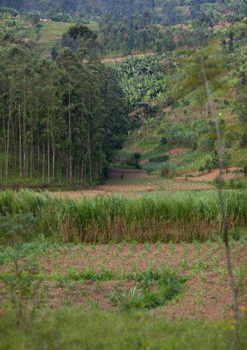 Farm in the countryside, Northwest Province, Rehengeri, Rwanda