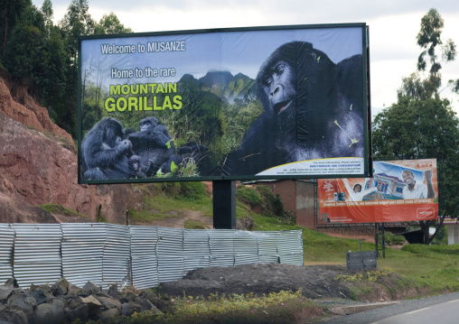 Advertisement billboard depicting gorillas in volcanoes national park, Northwest Province, Rehengeri, Rwanda