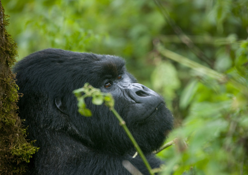 Gorilla head in the jungle of the volcanoes national park, Northwest Province, Rehengeri, Rwanda