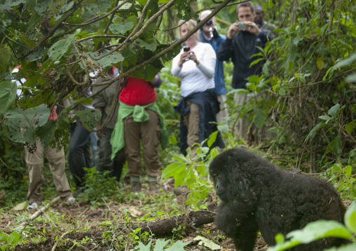 Tourists taking pictures of a gorilla in the jungle of the volcanoes national park, Northwest Province, Rehengeri, Rwanda