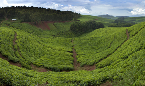 Tea plantation, Western Province, Cyamudongo, Rwanda