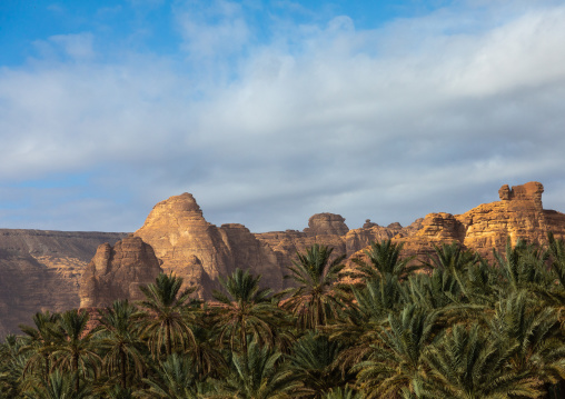 Palm trees in the oasis of jebel Dedan, Al Madinah Province, Alula, Saudi Arabia